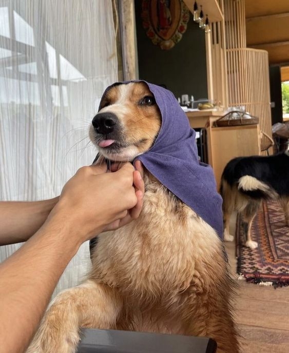 隨著時間推移，狗狗的毛色會逐漸變淡，特別是嘴巴、鼻子和眉毛周圍的白毛會越來越明顯～