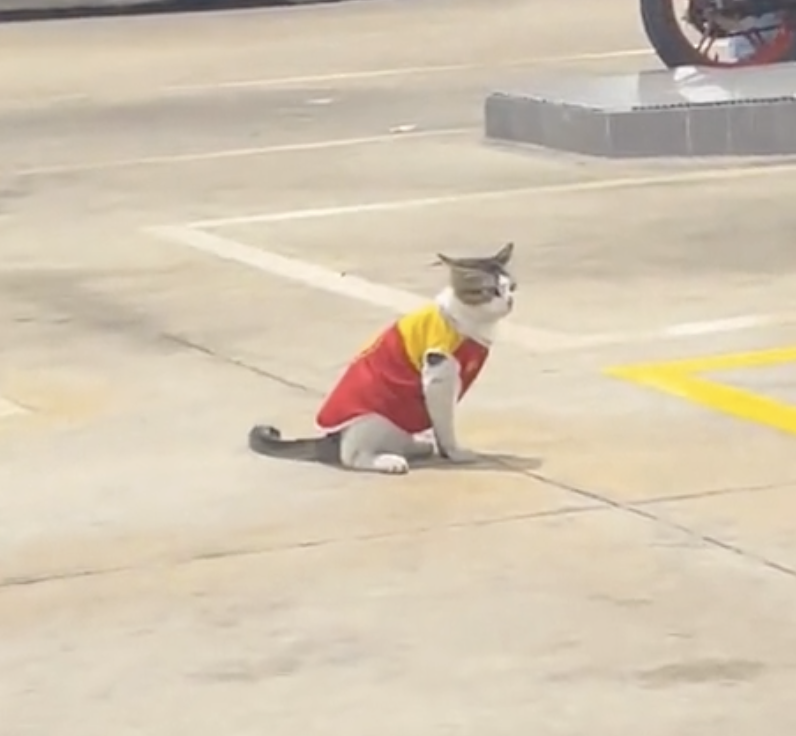 貓咪在加油站「值勤」的模樣迅速走紅