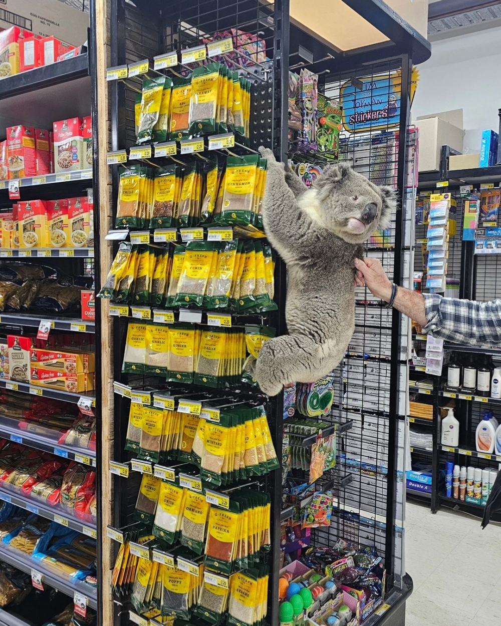 平時考拉也是這裡的常見居民