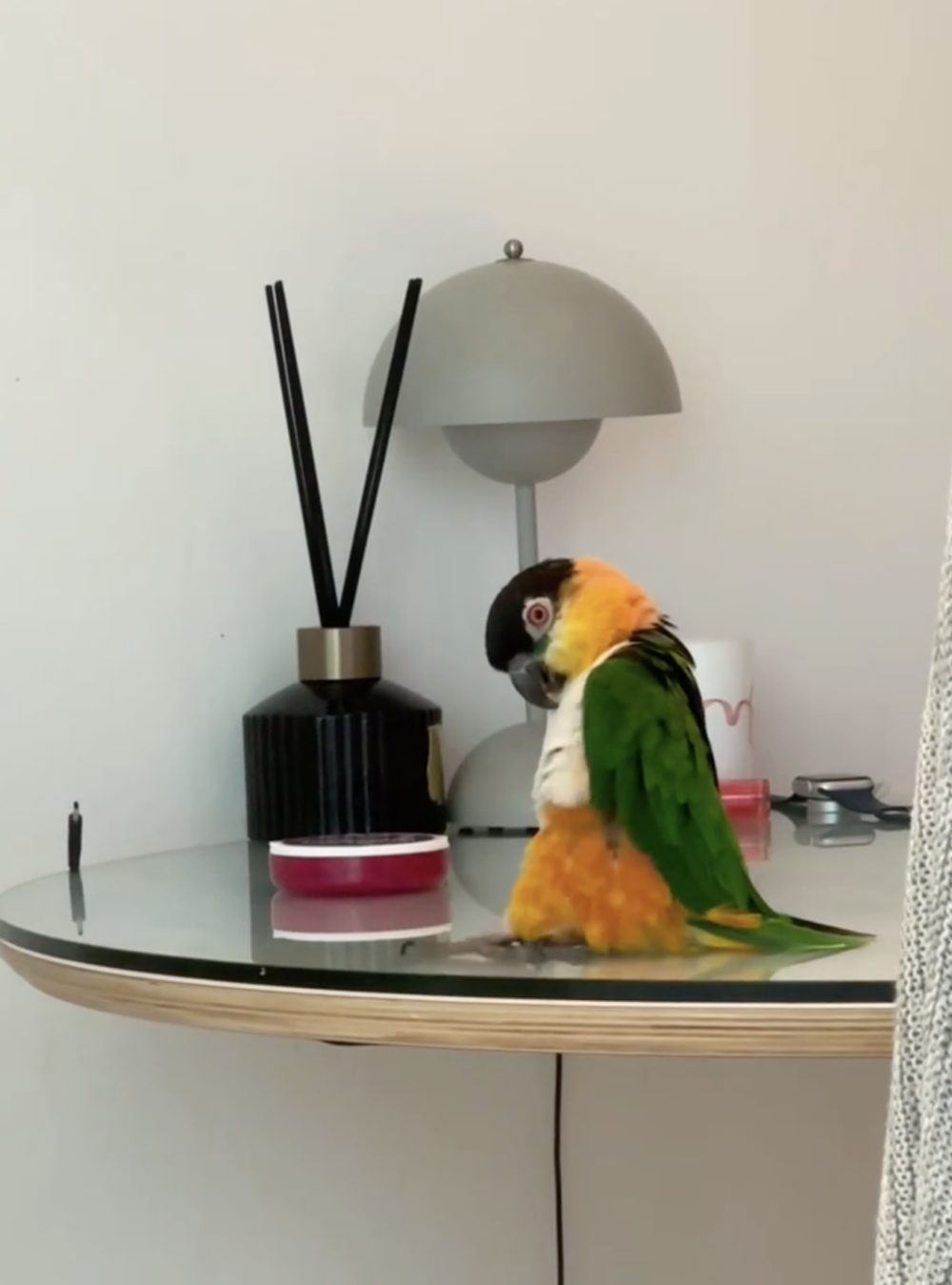 奴才：愛的鼓勵很重要