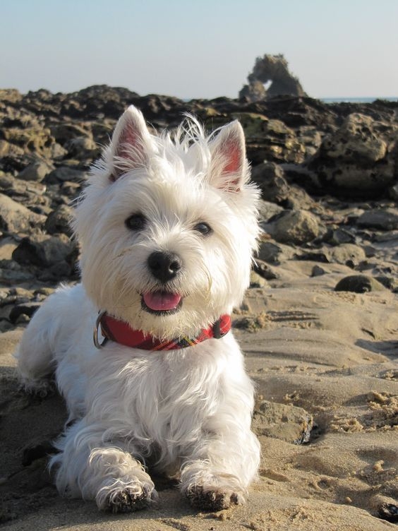 西高地白梗 (West Highland White Terrier)