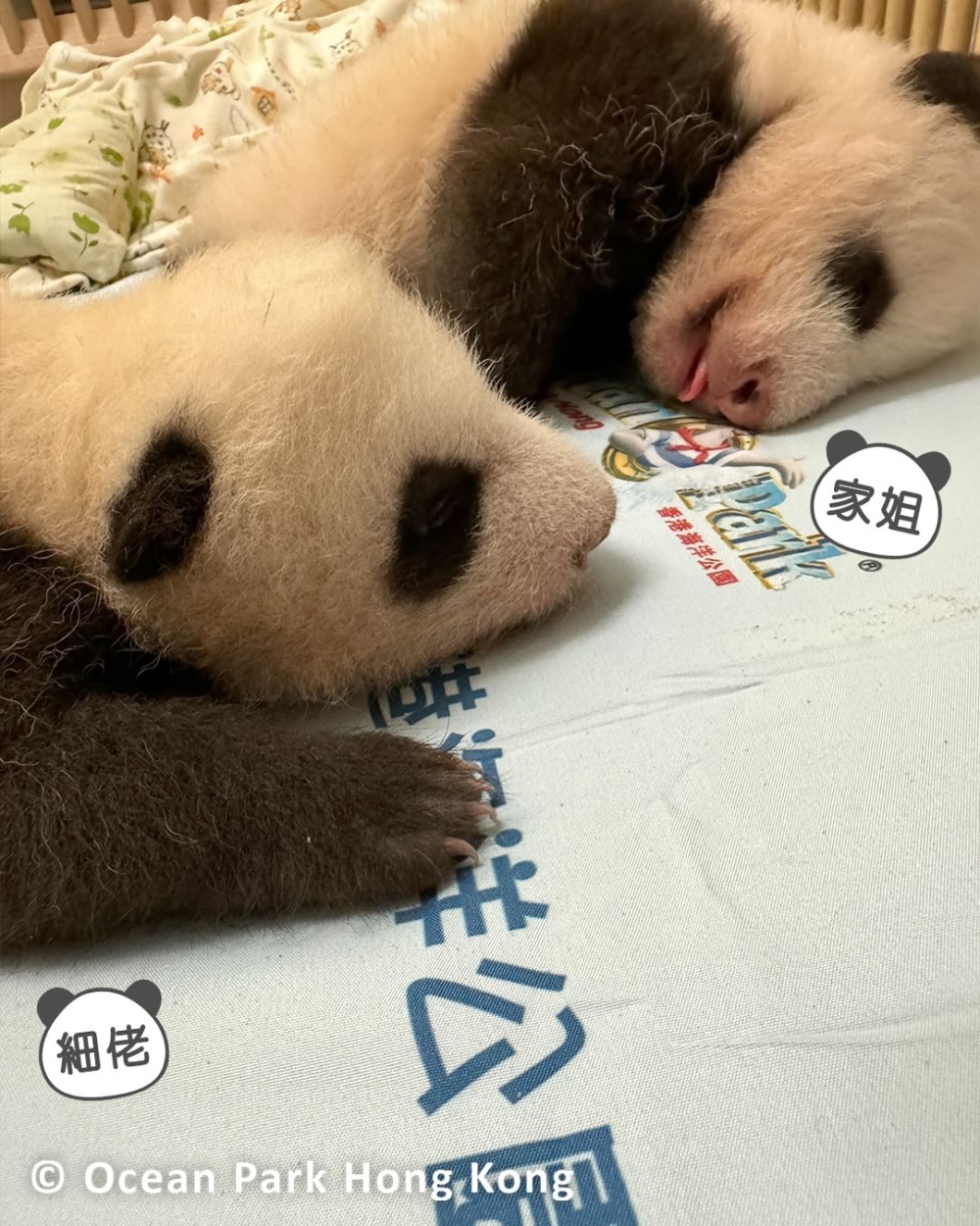 龍鳳胎熊貓姐弟罕見同框