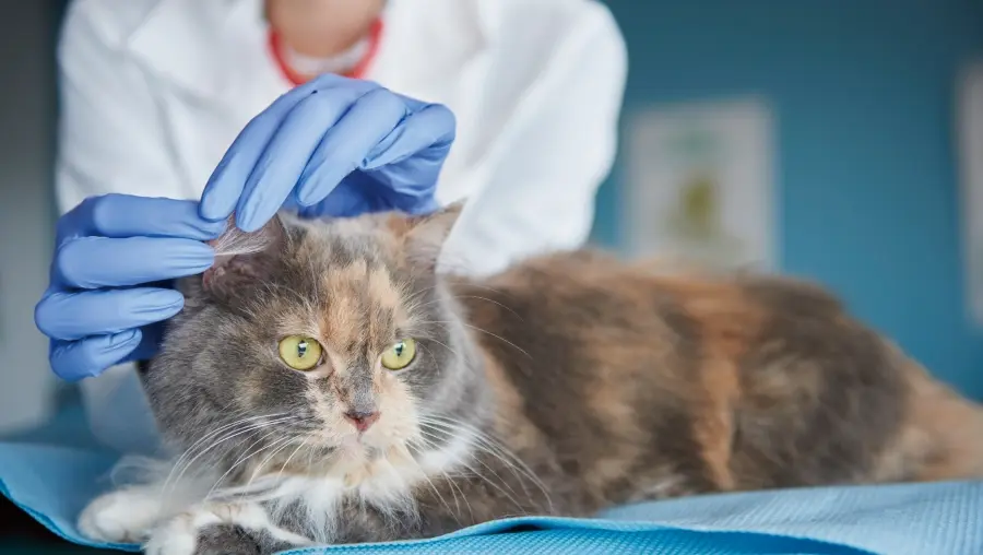 不同品種的貓咪的保費不同。