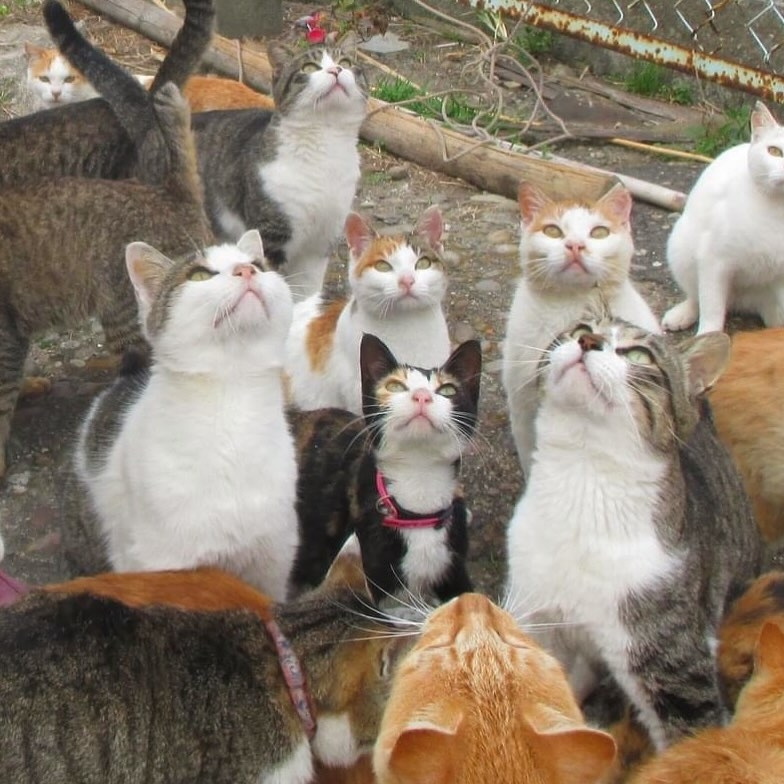 島上的貓咪數量正在逐漸減少至120隻，而且大多數貓的年齡已經超過7歲。