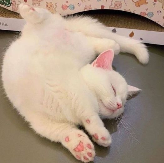 米粒型肉球：溫柔膽小的依賴貓