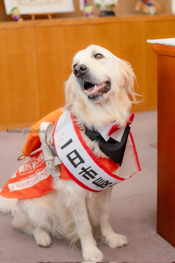 日本京都府龜岡市於11月1日任命一隻金毛尋回犬「Maggie」為一日市長