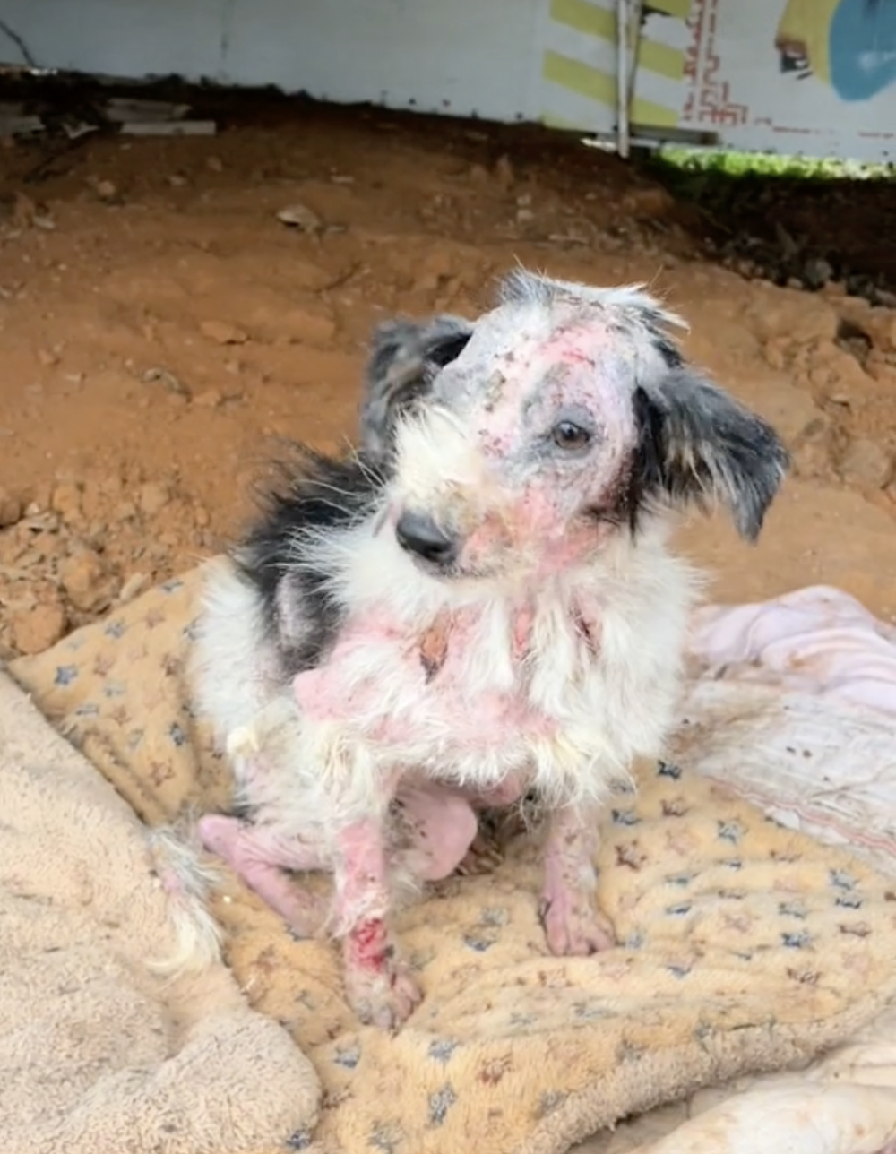 由於生活條件艱苦，牠一度患上了嚴重的皮膚病，原本黑白相間的毛髮大部分脫落，模樣十分淒慘！