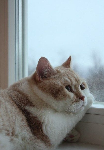 貓咪雖然喜愛主人的陪伴，但有時候也需要自己待一會兒，享受獨處的時間～