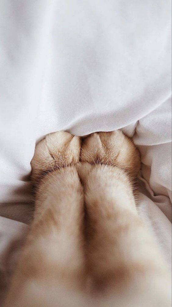 當你忙碌於其他事情，可能忽略了貓咪的存在，牠們通常會採取一些方式來吸引你的注意，而用小爪觸碰你正是其中之一～