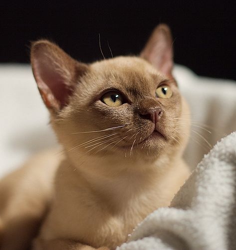 若鼻子伴隨不正常的分泌物（如膿狀鼻涕）或打噴嚏等症狀，可能是感染或過敏引起，應盡早就醫！