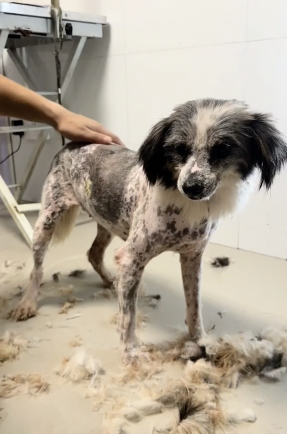 當這個感人的故事在社交平台上曝光後，網友們紛紛留言，對忠寶的忠誠深感動容