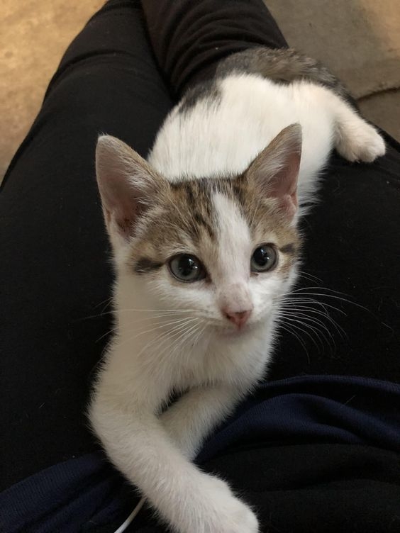 品種也會影響貓咪認主人的傾向！