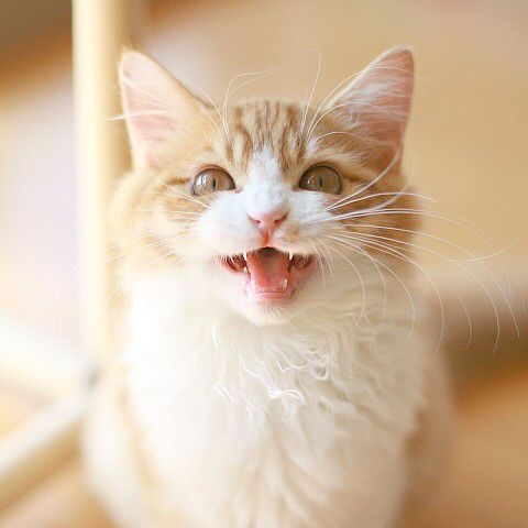 低沉的「喵～嗷」