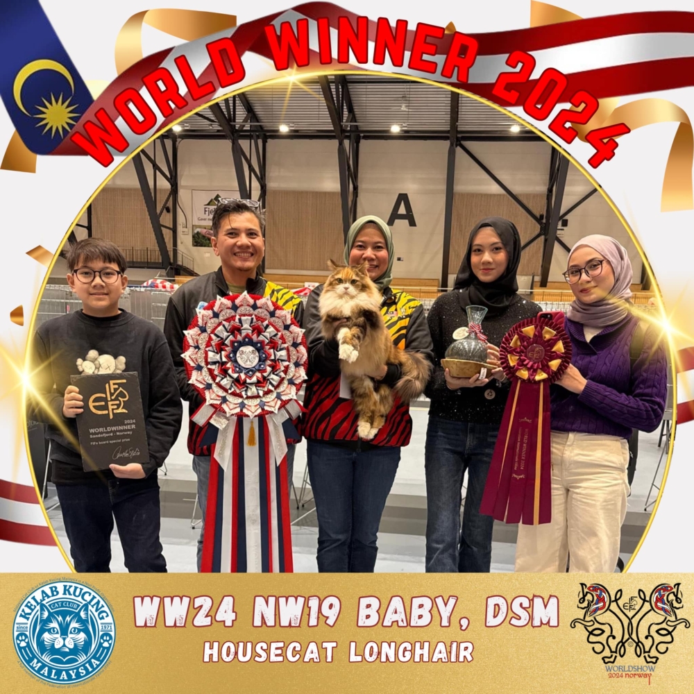 大馬貓咪俱樂部(Kelab Kucing Malaysia,KKM)更是在臉書發文祝賀Baby的成就~