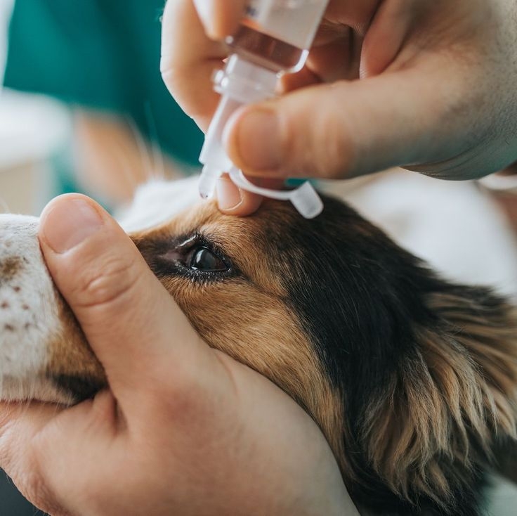 對於不適合手術或初期症狀的狗狗,可透過眼藥水或保健食品減緩進展