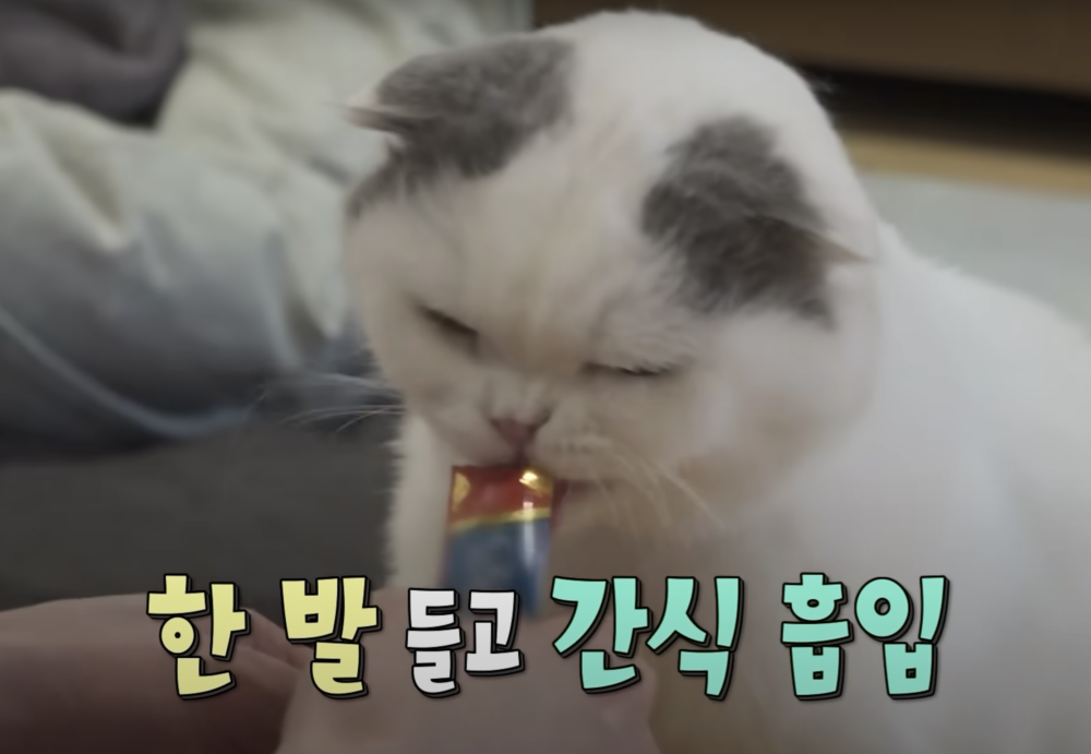 安宰賢稍作休息後，再度起身為貓咪準備了貓條小零食～