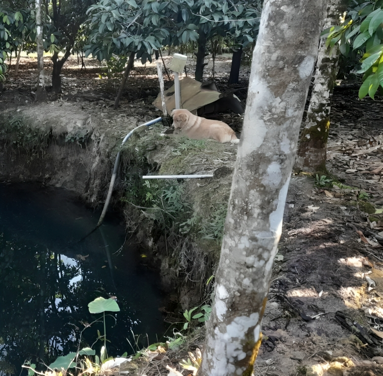 警方與法醫及救援人員到場後，發現查洛婆婆的遺體面朝下漂浮在水中，而她的愛犬「豆腐」則靜靜地守在池塘旁邊