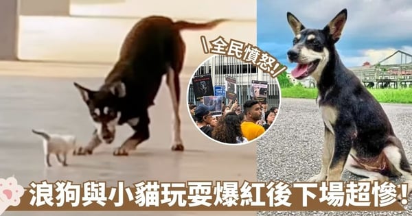 流浪狗與小貓玩耍爆紅！下場卻令人心碎 更引眾怒誓要為浪浪討回公道【有片！】