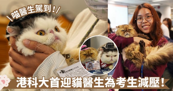 港科大首次引入「貓醫生」為應考學生療癒身心 幫助減壓!