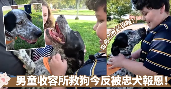 收容所棄犬面臨安樂幸獲男童零花錢相救！忠犬懂報恩災後救出主人