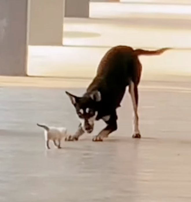 流浪狗Kopi與一隻剛出世不久的小貓咪在走廊溫柔玩耍而網上爆紅。