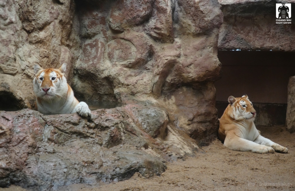 牠們柔和的毛色和清澈的大眼令人印象深刻,獲得超過數萬次的按讚與分享!