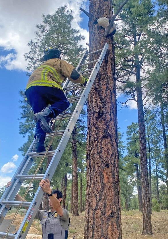 警察們見狀，迅速找來梯子，慢慢靠近驚慌失措的阿奇，並最終將牠安全地帶回地面！