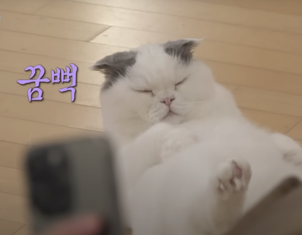 下酒菜像極了充滿好奇的女朋友正在檢查男友的手機！逗趣的畫面真的超級有梗～