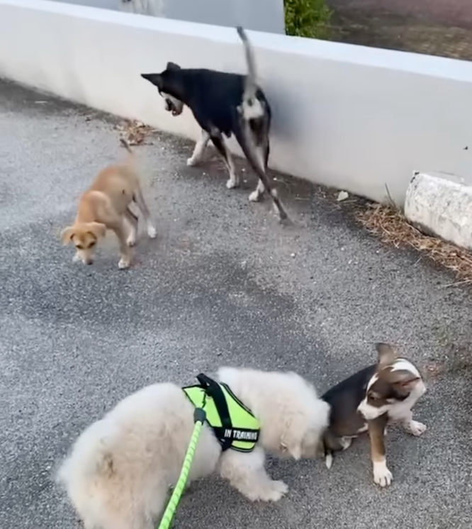 不論去到哪裡都有貓貓和狗狗圍繞著Kopi。