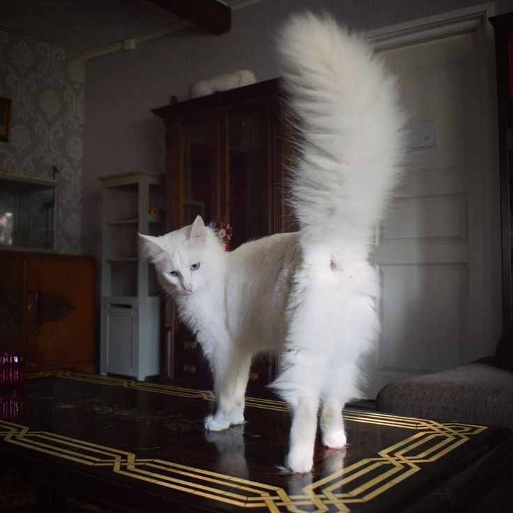 宣示主權也會翹屁屁～