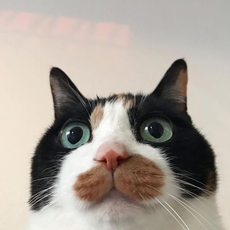 若鼻子持續乾燥且伴隨精神不振、食慾下降或其他異常，可能是疾病如發燒或脫水的徵兆，建議立即諮詢獸醫～