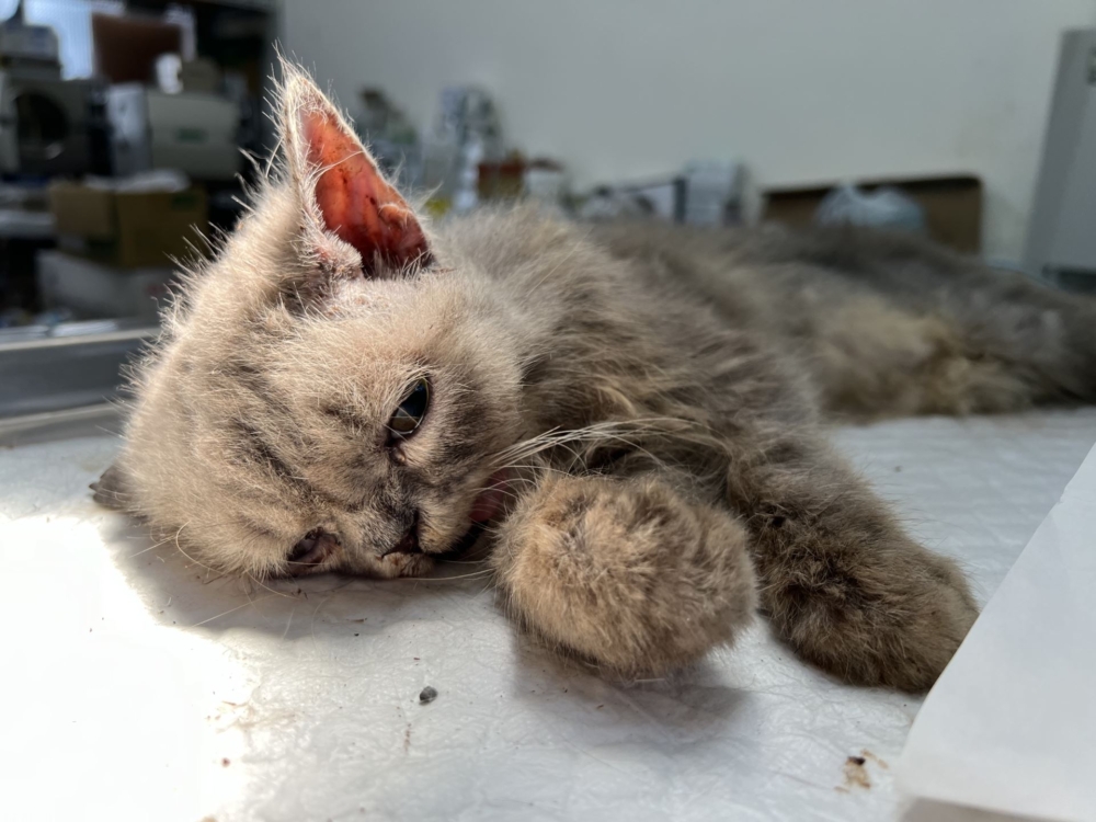 經過手術縫合及耐心照護，貓咪的傷勢逐漸好轉，並在動保員與醫療中心人員的細心照顧下恢復健康～