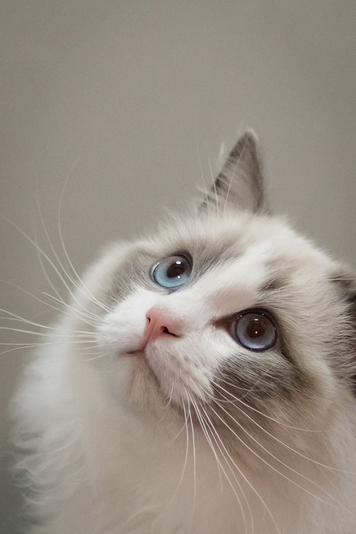 由於嗅覺過於敏銳，貓咪對強烈氣味格外敏感～像柑橘類、漂白水、辛辣味或芳香劑都可能讓貓咪感到不適，甚至危害健康！