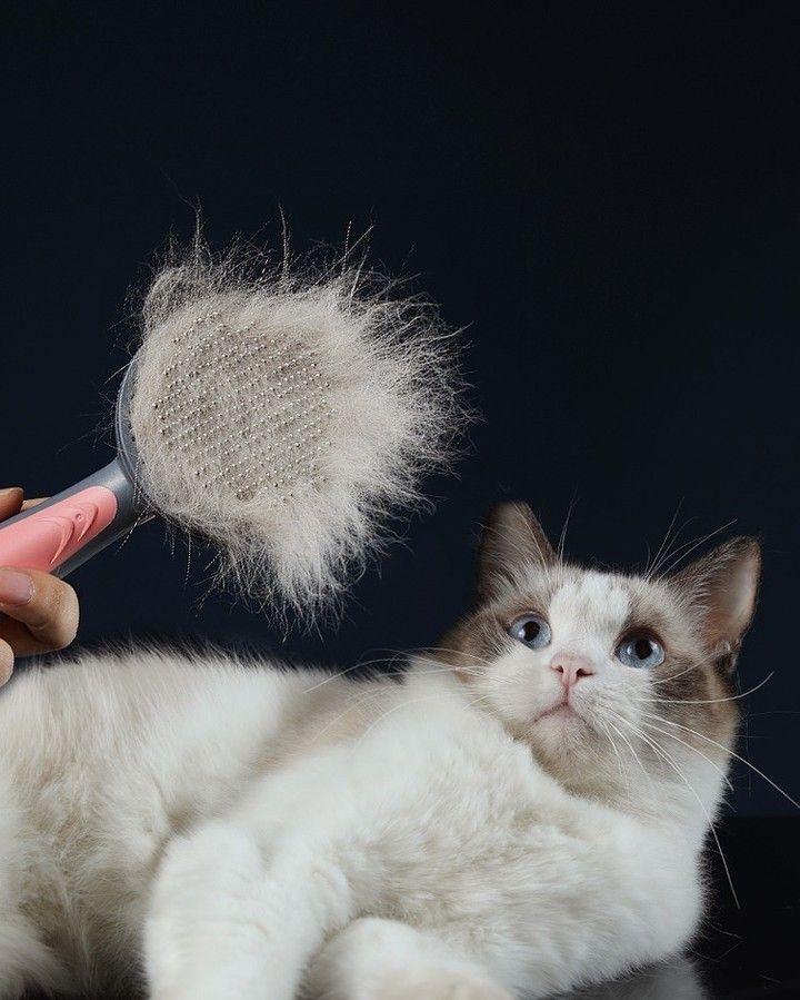 梳毛是傳遞愛意的好方式～在梳毛時，從頭部開始，順著毛流慢慢梳理，避免用力拉扯打結的毛髮～