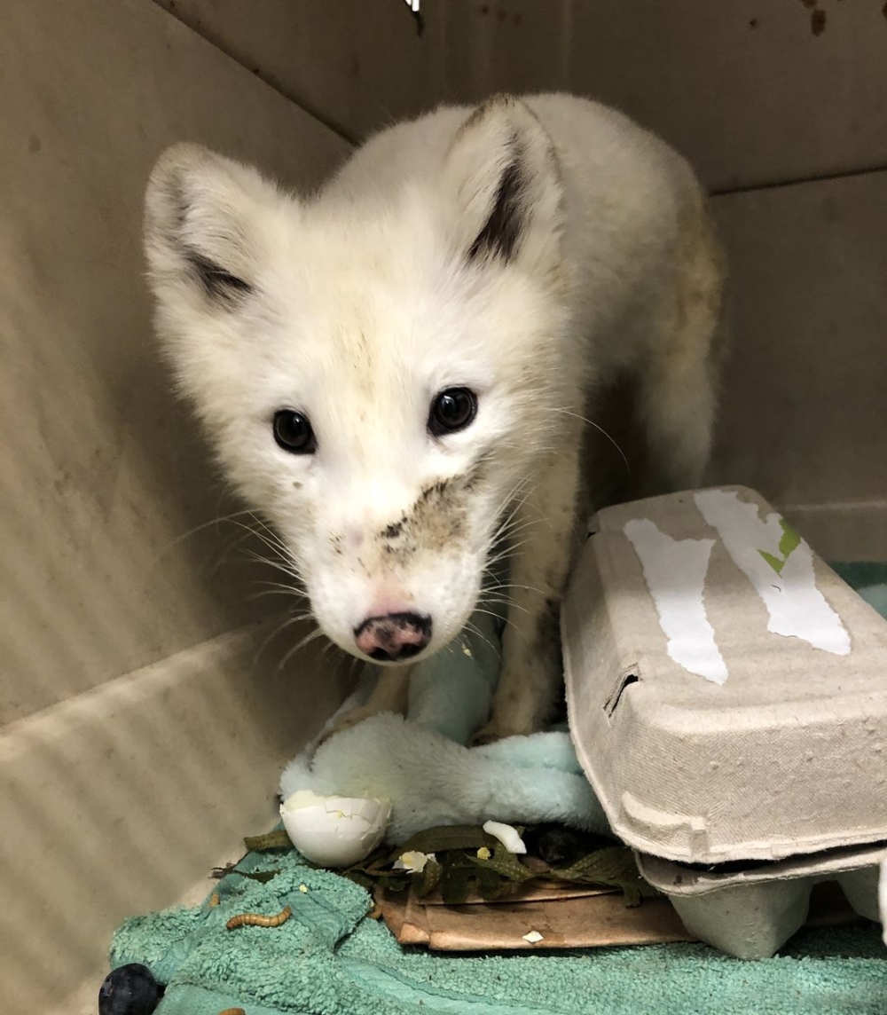 一名64歲男子梅林與妻子於10月初在波特蘭市賽爾伍德橋附近散步時，遇到一隻看似無主的小白狗！