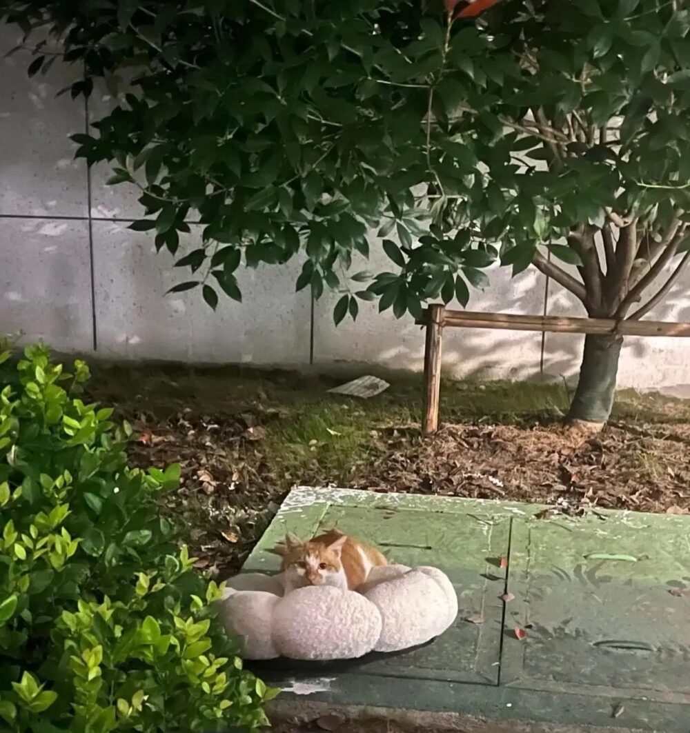 中國有一張流浪橘貓依偎在破舊貓床上的照片在網路上廣泛流傳，溫馨又心酸的畫面觸動了無數網友的心～