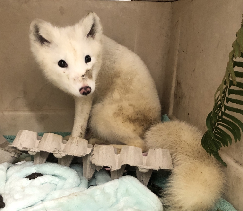 梅林仔細觀察後，發現牠的外觀與一般的流浪狗略有不同，於是便拍下照片並通報奧勒岡州的野生動物管理部門！