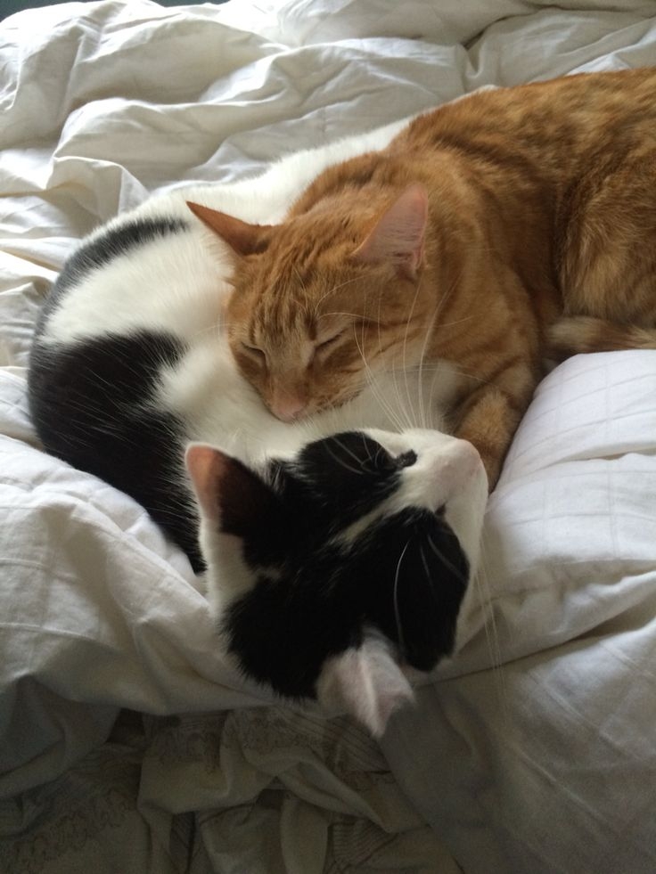 剛開始時可將新貓與原住民貓分開,讓牠們逐步通過門縫、氣味或短暫見面來熟悉彼此~