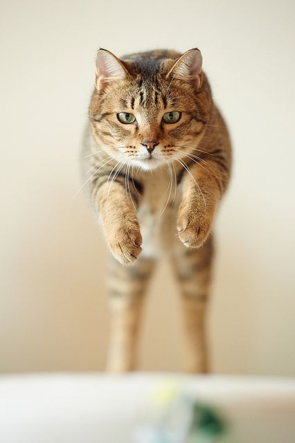 許多飼主對貓咪的身處高處能自保能力有很大的迷思，認為「貓咪爬高不會摔死」或「貓有九條命」，但這些觀念其實非常危險！