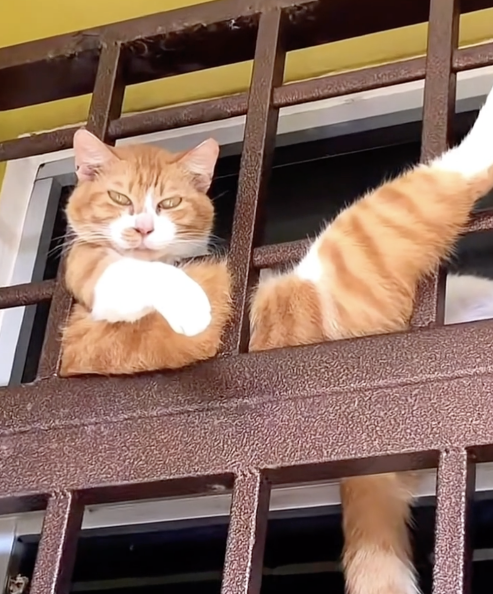 奴才：我才不要跟你比