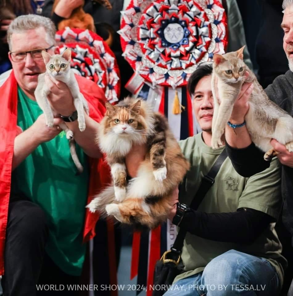 一隻來自馬來西亞的流浪貓,名為「Baby」的9歲雌貓,以過人魅力和優雅毛發,在挪威奧斯陸舉行的2024國際愛貓聯盟(FIFe)世界貓展中一舉奪下「長毛組」冠軍