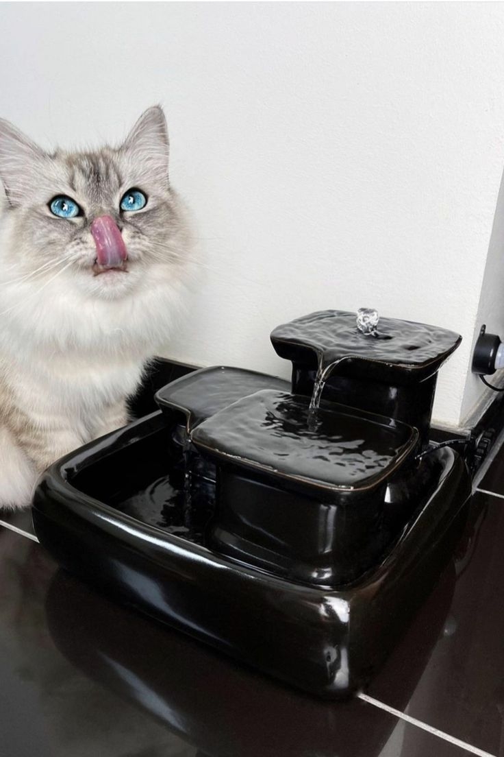 「黑碗理論」是一直以來都是在貓奴圈掀起熱議的都市傳說，認為用黑色水碗裝水能吸引貓咪喝更多水～