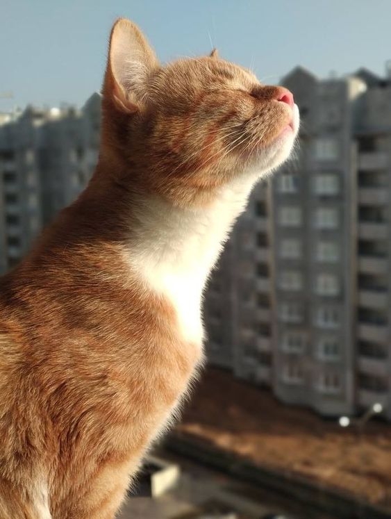 貓咪擁有高度敏銳的嗅覺，能分辨超過 2 萬多種不同的氣味，因此分辨主人的氣味對牠們來說非常簡單！