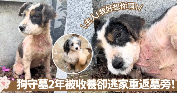 「忠犬八公」再現！狗狗守墓兩年不離不棄拒收編 忠心不悔
