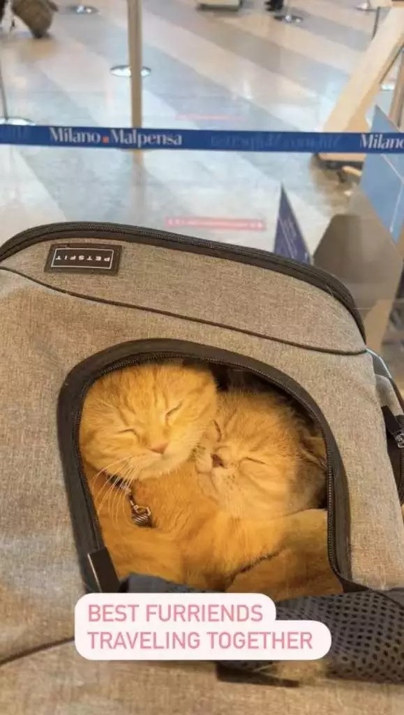 Dan將貓貓放在貓專用的袋內。