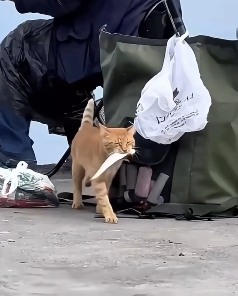 貓咪大搖大擺走開囉