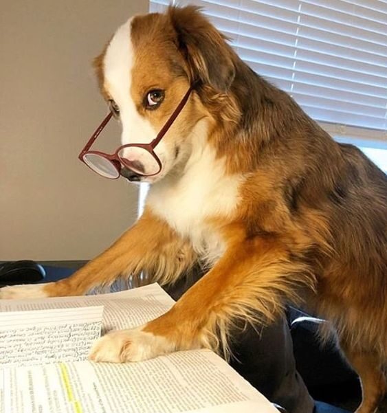 一般來說,狗狗的視力僅能清楚地看到約6公尺內的事物