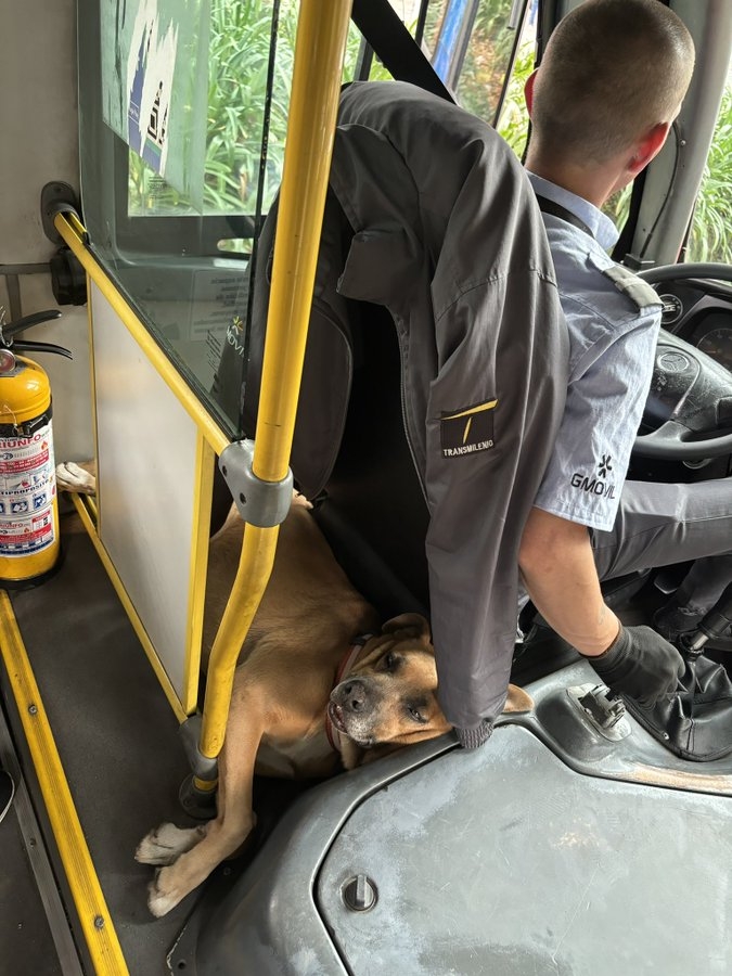 這隻乖巧的狗狗靜靜地躺在司機身後的小空間裡，乖巧的等待著下一次的撫摸！