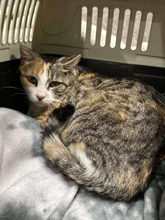 建議準備一個溫暖且舒適的產房，以減少貓咪分娩過程中的壓力～