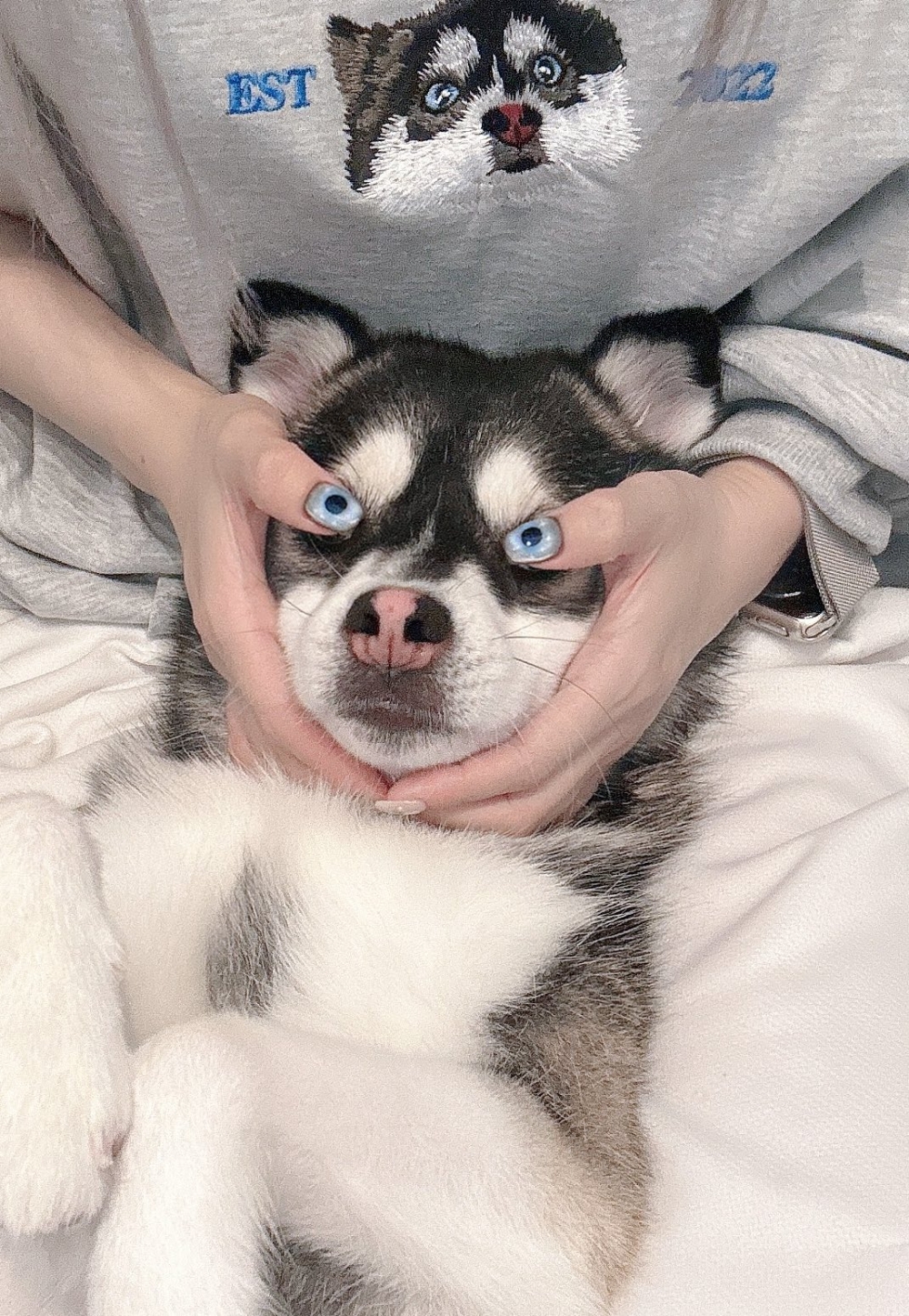 这是我17岁的哈士奇Journey——他的人生秘诀是不在乎: r/husky, image size:1000x1447